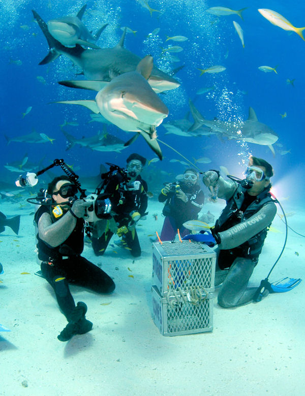 Best Nassau 2 Tank Shark Adventure Shore Excursion At